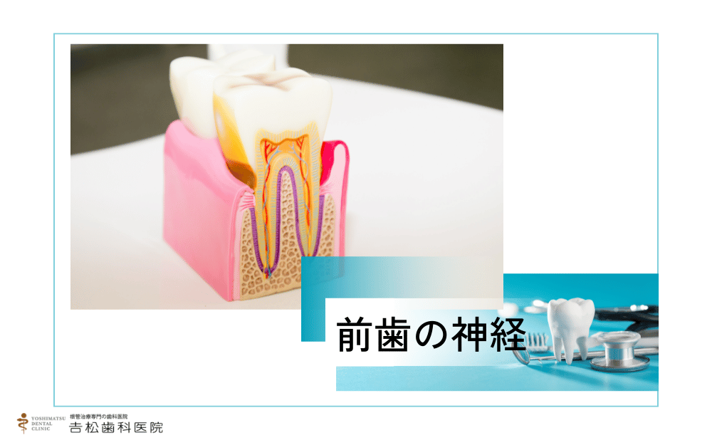 前歯の神経を抜いた後のリスクとは？変色・被せ物の必要性と費用を解説