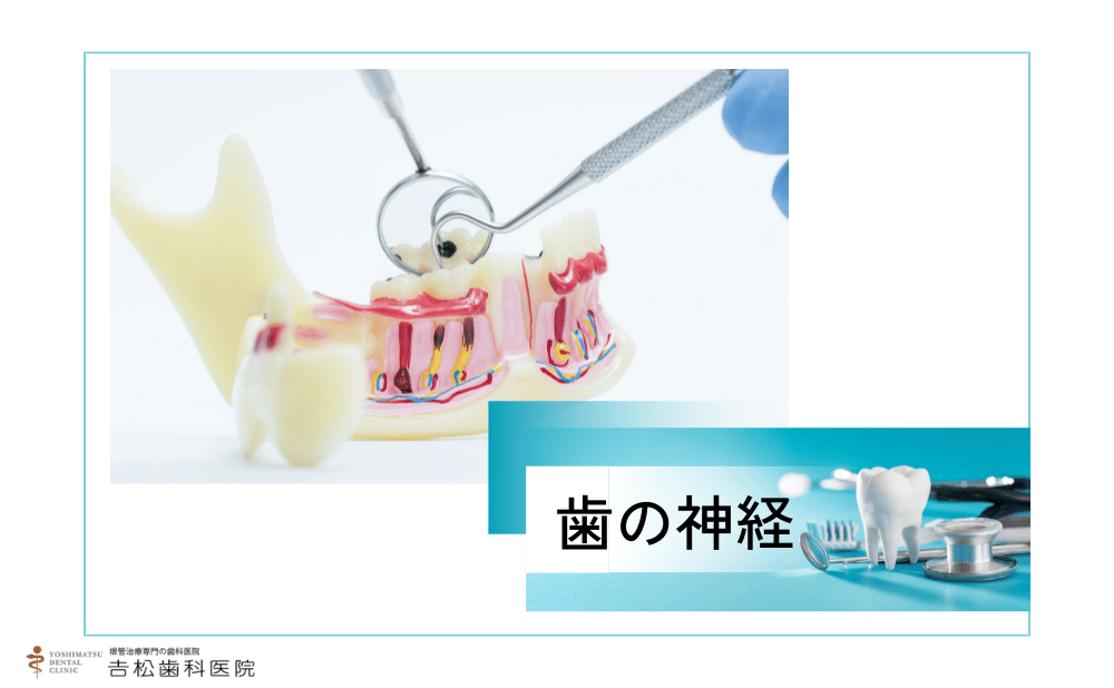 歯の神経を抜くとどうなる？長持ちさせる方法と年代別の注意点をご紹介